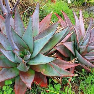 Aloe capitata var. quartziticola, Yellow flowers, Succulents, Aloes, Drought tolerant plants
